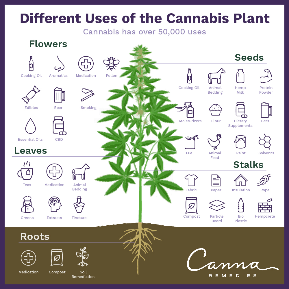 canna-plant-uses