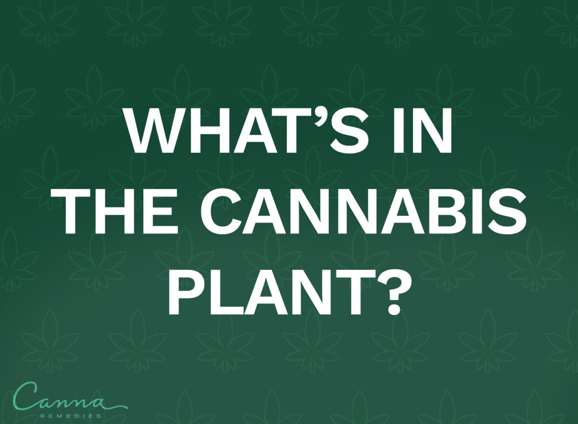 whats-in-cannabis