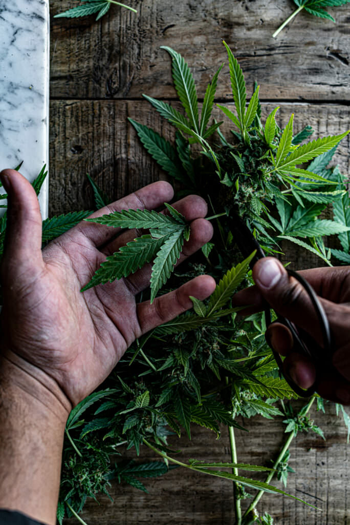 Cutting a Cannabis Plant